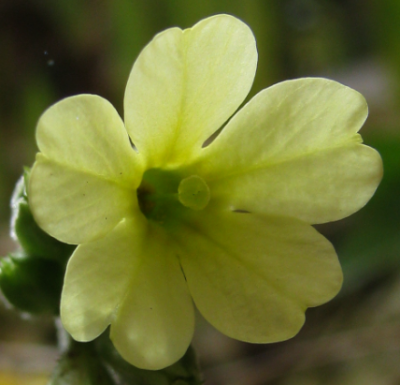 Primula elatior